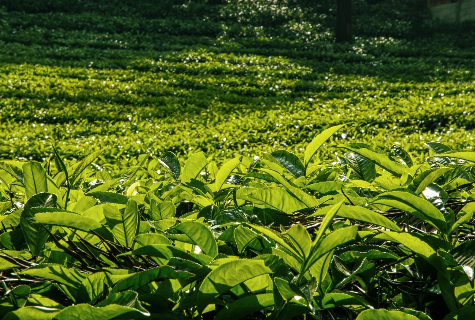 Close-up of sunlit tea leaves ready for picking